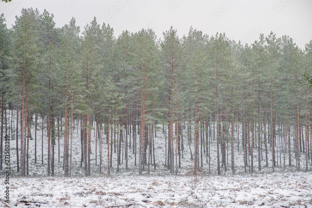 Fototapeta premium frost snowy forest trees in sunny day in winter