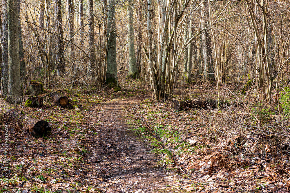 dry old tree trunk stomp in nature dry old tree trunk stomp in nature