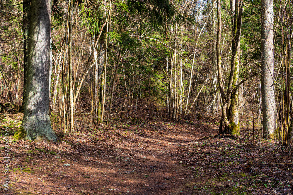 Obraz premium dry old tree trunk stomp in nature