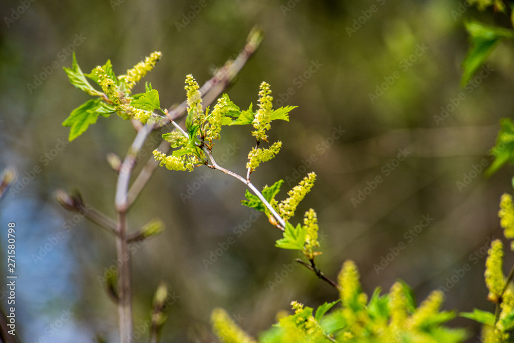 tree branches and leaves on blur background. abstract texture tree branches and leaves on blur background. abstract texture
