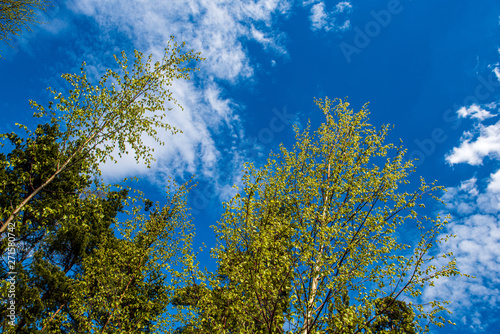 tree branches and leaves on blur background. abstract texture