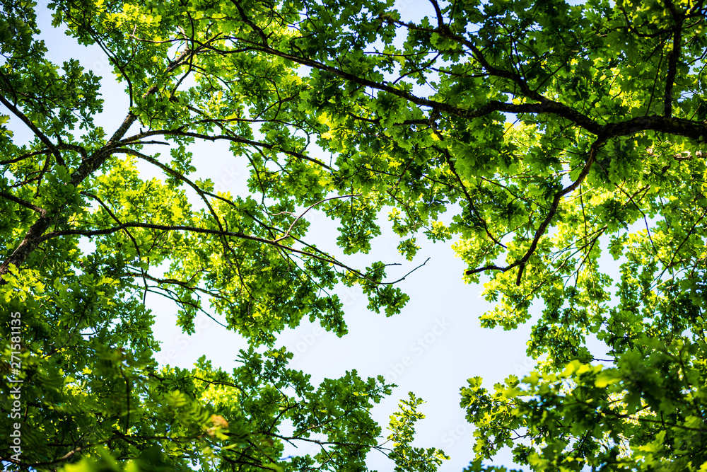 tree branches and leaves on blur background. abstract texture tree branches and leaves on blur background. abstract texture