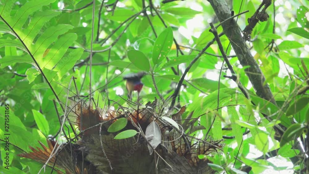 Pitta feeding babies in the nest,low angle view. Mangrove pitta bird flying high into the nest on Rhizophora tree with crab in beak for feeding their new born babies in breeding season ,hd slow motion Pitta feeding babies in the nest,low angle view. Mangrove pitta bird flying high into the nest on Rhizophora tree with crab in beak for feeding their new born babies in breeding season ,hd slow motion