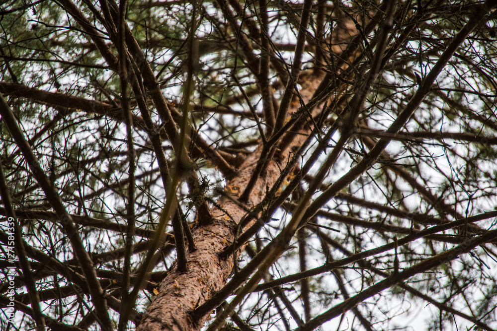 dry old tree trunk stomp in nature dry old tree trunk stomp in nature