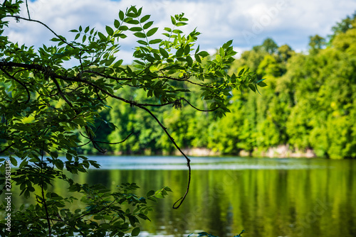 beautiful forest river in latvia in summer