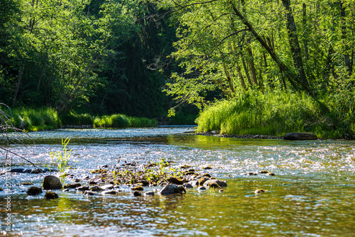 beautiful forest river in latvia in summer