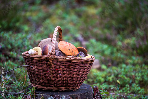 wowen wooden picnic basket in nature trails in summer