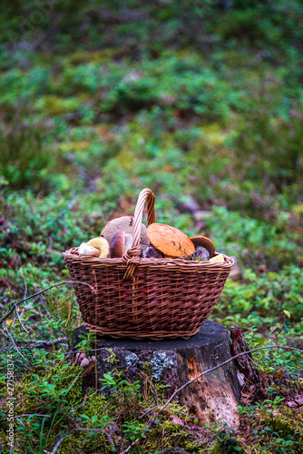 wowen wooden picnic basket in nature trails in summer