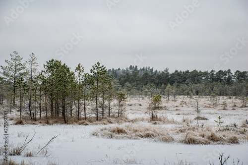 Wallpaper Mural frost snowy forest trees in sunny day in winter Torontodigital.ca
