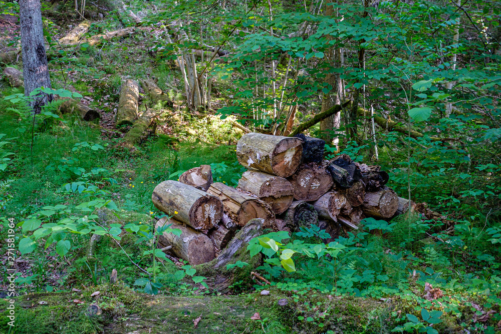 Obraz premium dry old tree trunk stomp in nature