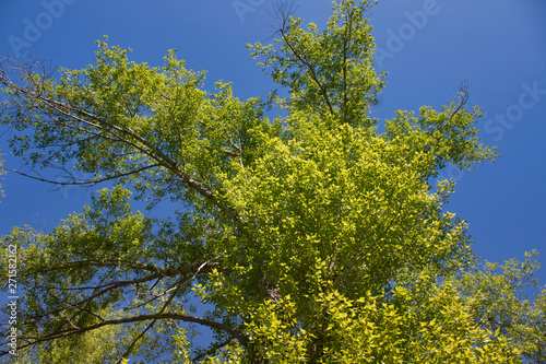 Poplar tree. Cottonwood tree. Natural background. Wooden background...