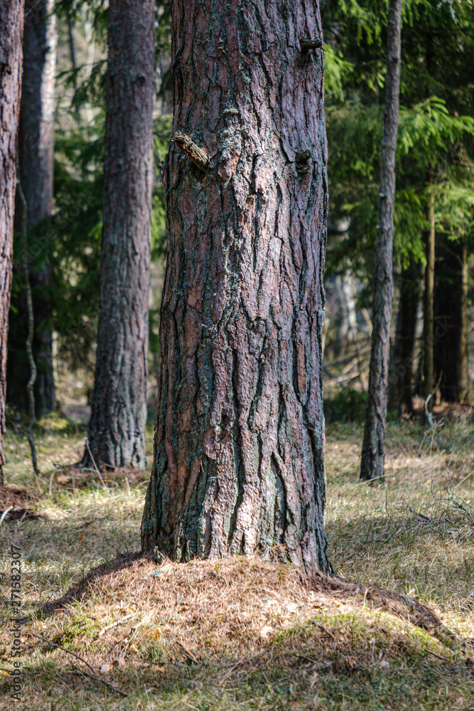 dry old tree trunk stomp in nature dry old tree trunk stomp in nature