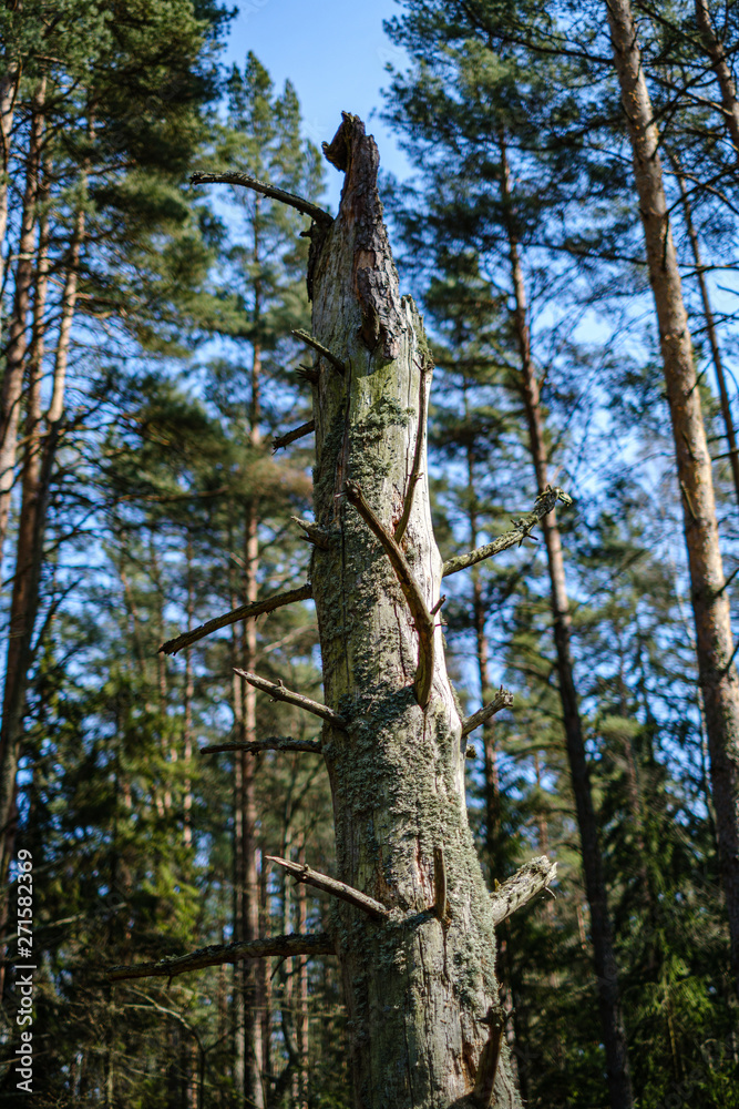Fototapeta premium dry old tree trunk stomp in nature