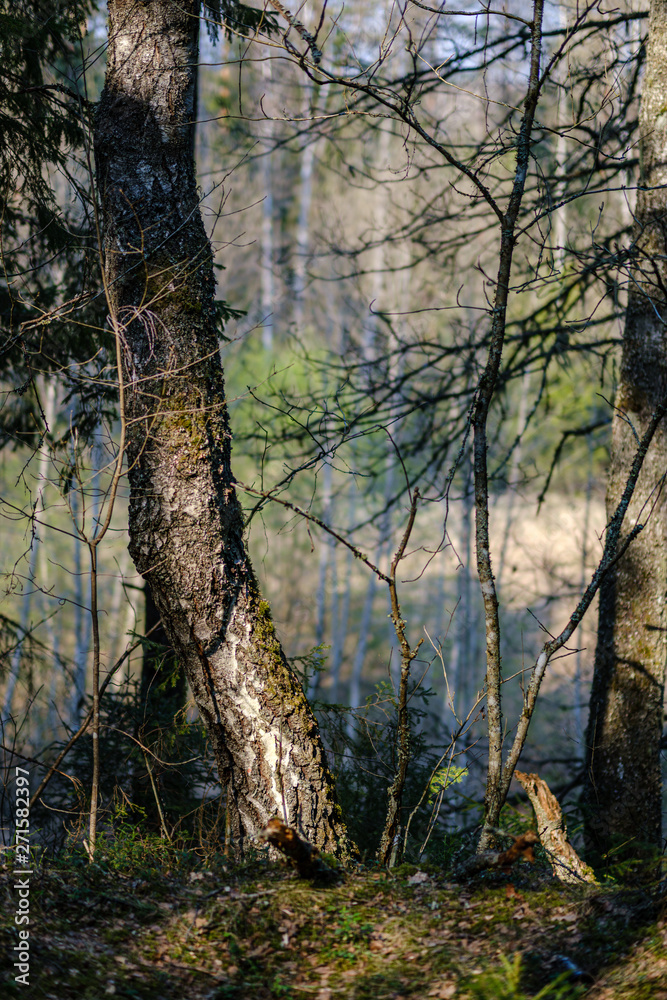 Naklejka premium dry old tree trunk stomp in nature