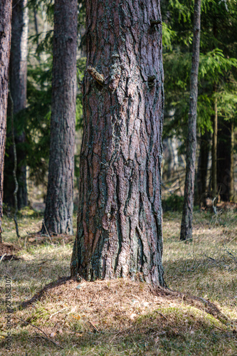 dry old tree trunk stomp in nature