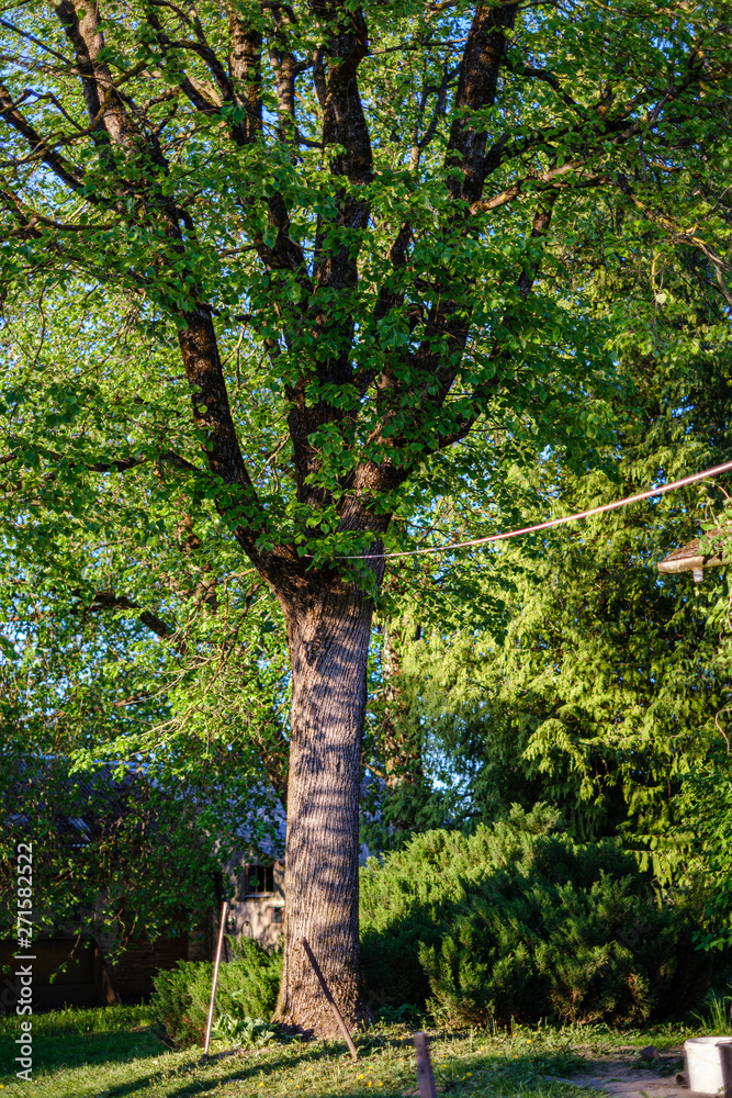 Obraz premium dry old tree trunk stomp in nature