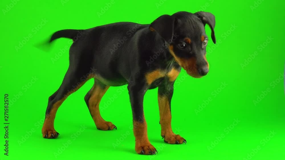Dog Zwergpinscher little puppy on green screen