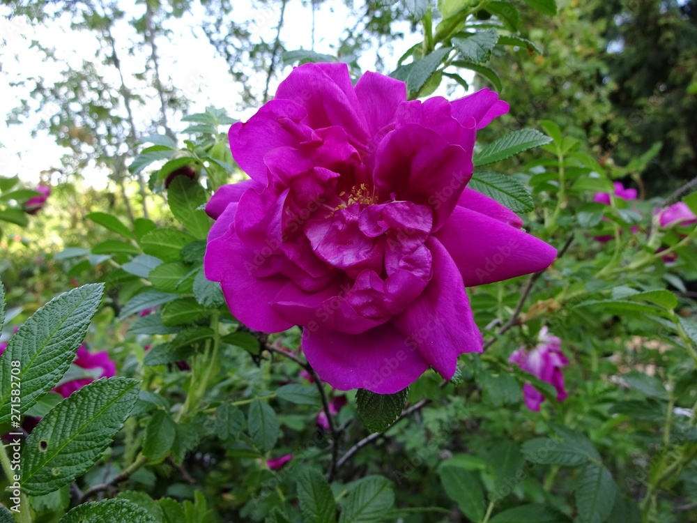 pink purple rose in bloom - sign of love