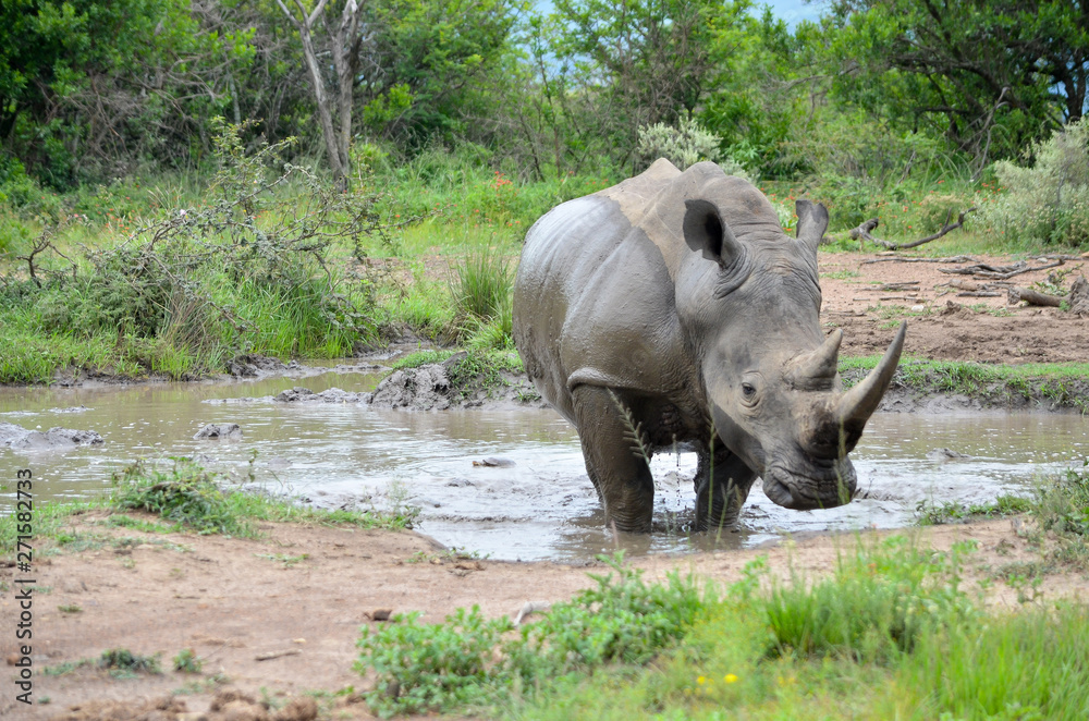 Obraz premium White rhinoceros (Ceratotherium simum) are earth's second-largest land mammals. Rhinos are endangered due to incessant poaching for their horns, which some people believe have medicinal properties.