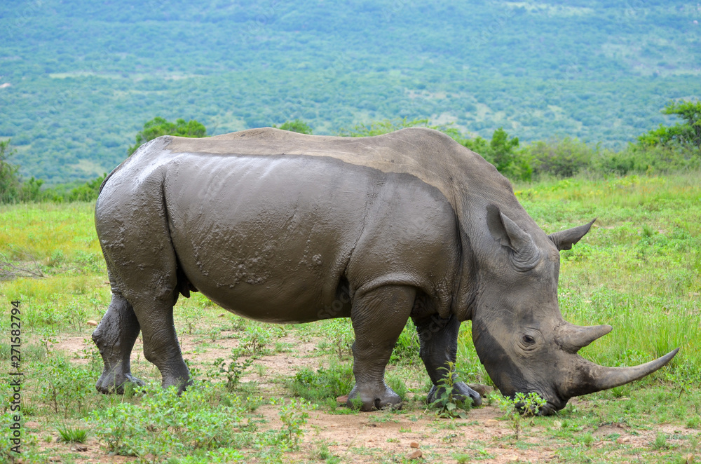 White rhinoceros (Ceratotherium simum) are earth's second-largest land mammals. Rhinos are endangered due to incessant poaching for their horns, which some people believe have medicinal properties. White rhinoceros (Ceratotherium simum) are earth's second-largest land mammals. Rhinos are endangered due to incessant poaching for their horns, which some people believe have medicinal properties.