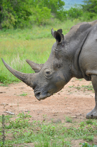 White rhinoceros  Ceratotherium simum  are earth s second-largest land mammals. Rhinos are endangered due to incessant poaching for their horns  which some people believe have medicinal properties.