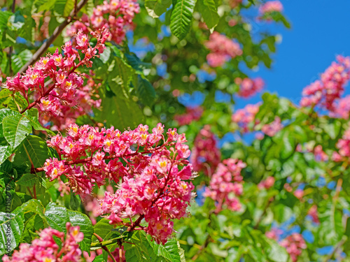 Fleischrote Rosskastanie, Aesculus rubicunda photo