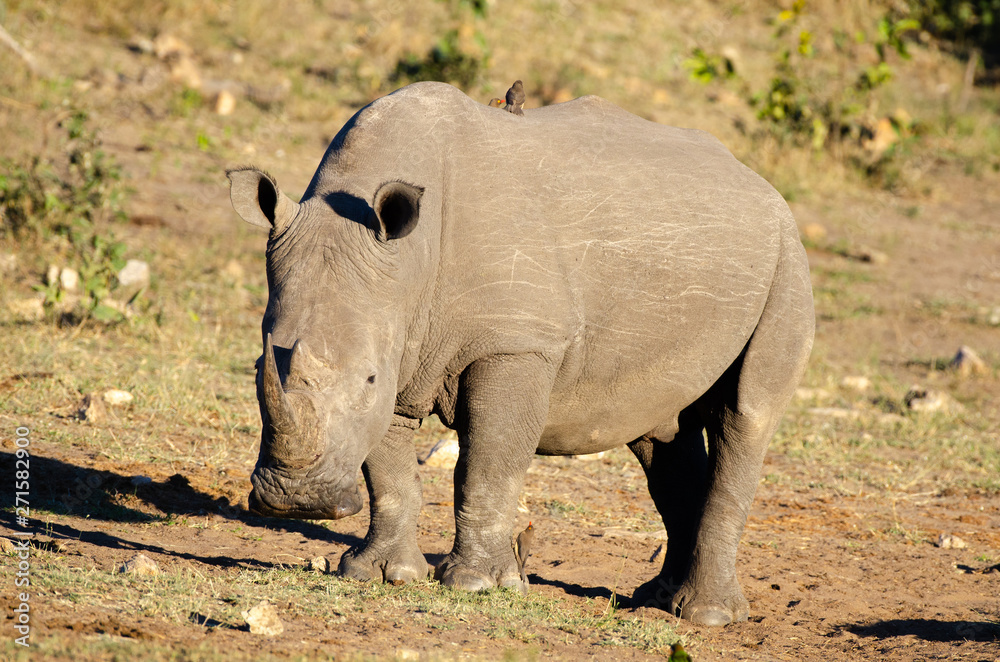 Fototapeta premium White rhinoceros (Ceratotherium simum) are earth's second-largest land mammals. Rhinos are endangered due to incessant poaching for their horns, which some people believe have medicinal properties.