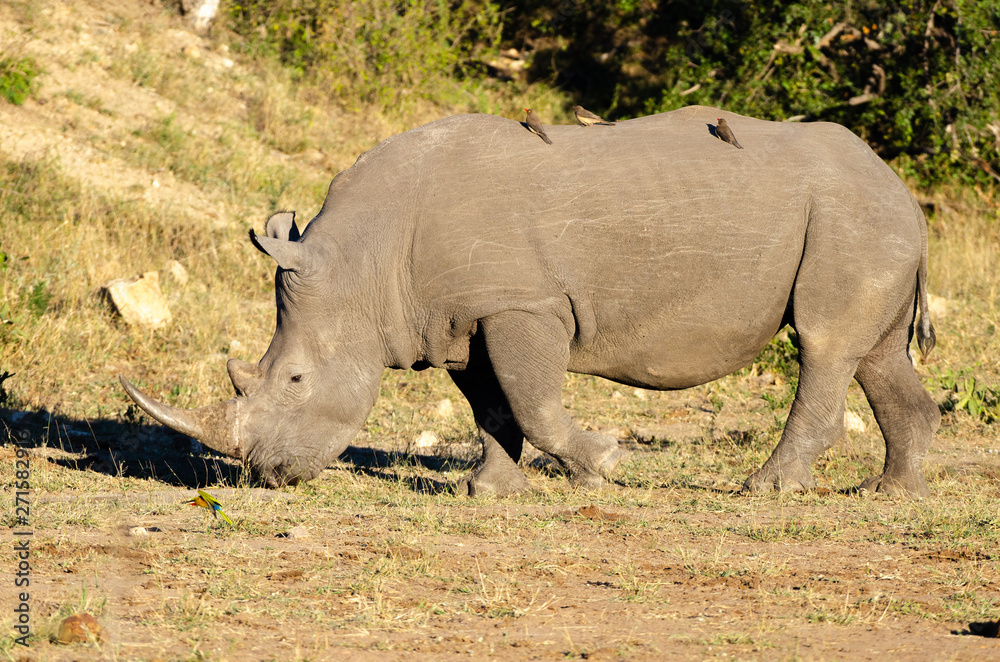 Obraz premium White rhinoceros (Ceratotherium simum) are earth's second-largest land mammals. Rhinos are endangered due to incessant poaching for their horns, which some people believe have medicinal properties.