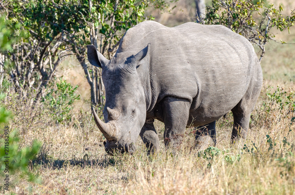 White rhinoceros (Ceratotherium simum) are earth's second-largest land mammals. Rhinos are endangered due to incessant poaching for their horns, which some people believe have medicinal properties. White rhinoceros (Ceratotherium simum) are earth's second-largest land mammals. Rhinos are endangered due to incessant poaching for their horns, which some people believe have medicinal properties.