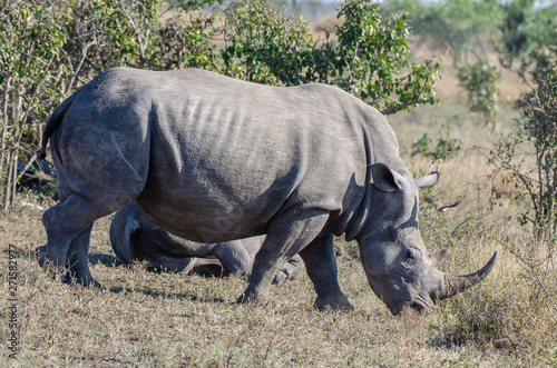 White rhinoceros  Ceratotherium simum  are earth s second-largest land mammals. Rhinos are endangered due to incessant poaching for their horns  which some people believe have medicinal properties.