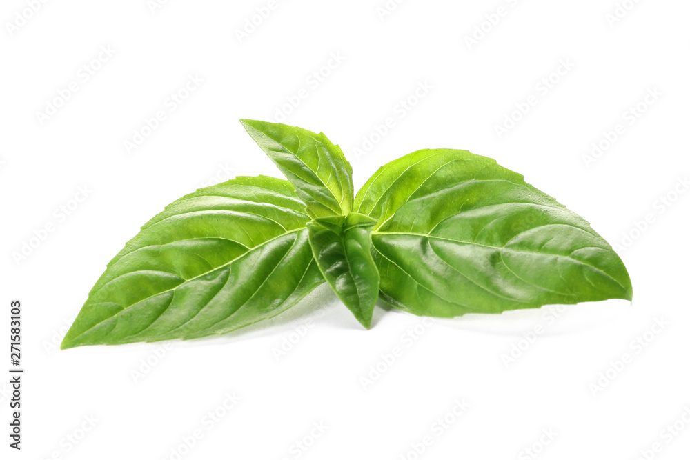 Fresh basil leaves on white background Fresh basil leaves on white background