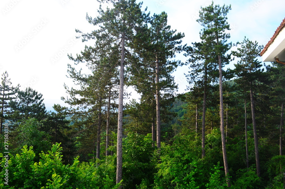 Obraz premium morning forest in the Bulgarian town of Malko Tarnovo