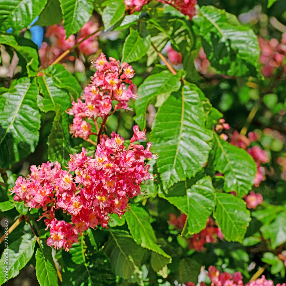 Purpurkastanie, Aesculus rubicunda Purpurkastanie, Aesculus rubicunda