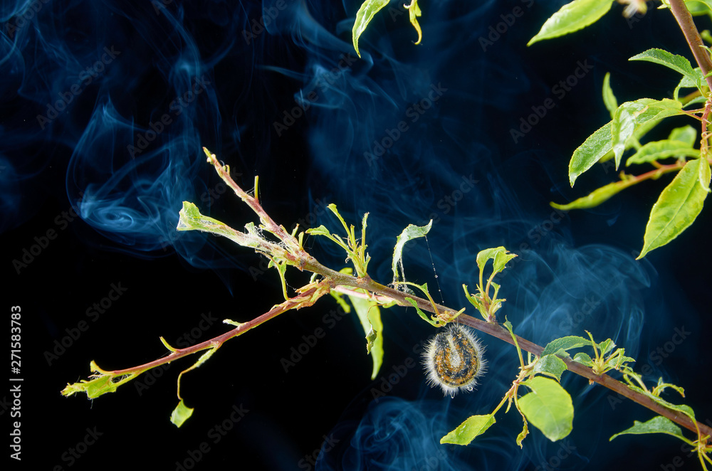 Sick spring plant on a dark background with drops . Plum branch with pests. On a branch of plum caterpillar and spider mites.
