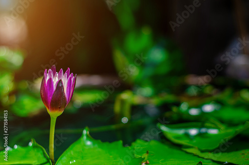 Lotus flower in the morning pool.