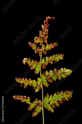 Schilderij op canvas Sick fern leaves on a dark background. Sick plant.