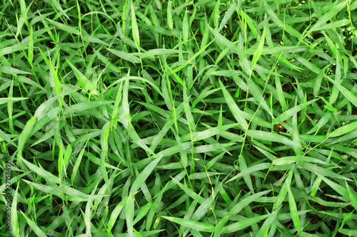 green grass with water drops of morning dew
