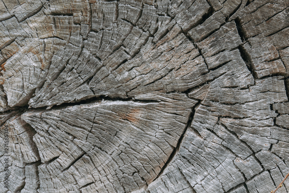 Fototapeta premium Natural brown old wooden background. Old bark texture.