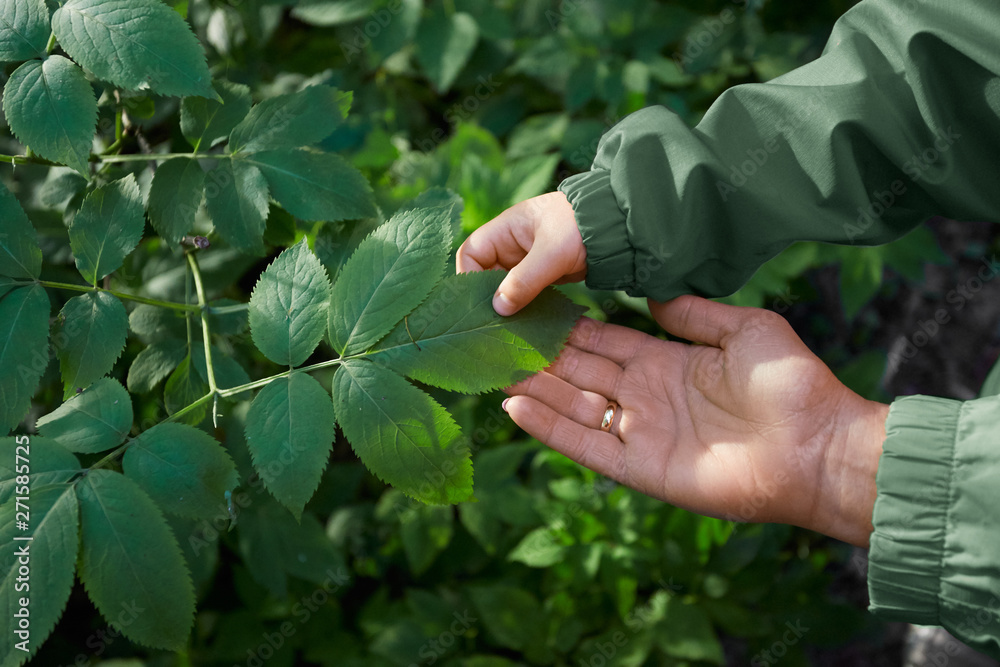 Childs and womans hands touching leaves during walk in forest Childs and womans hands touching leaves during walk in forest