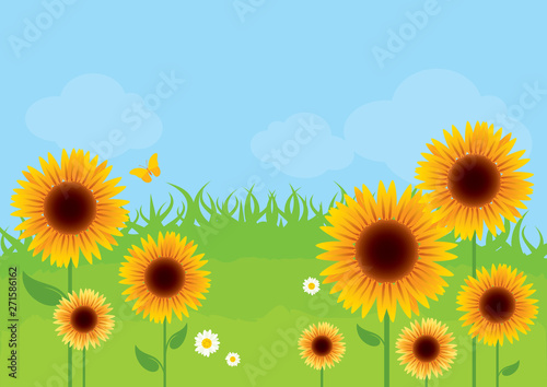 Sunflower meadow in the sunny day vector illustration. Summer landscape with sunflowers vector. Sunflower Meadow Background