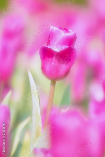 Pink tulip flower with dewdrop in sunny day