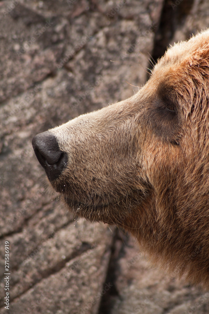 Fototapeta premium Grizzly Bear Smiling