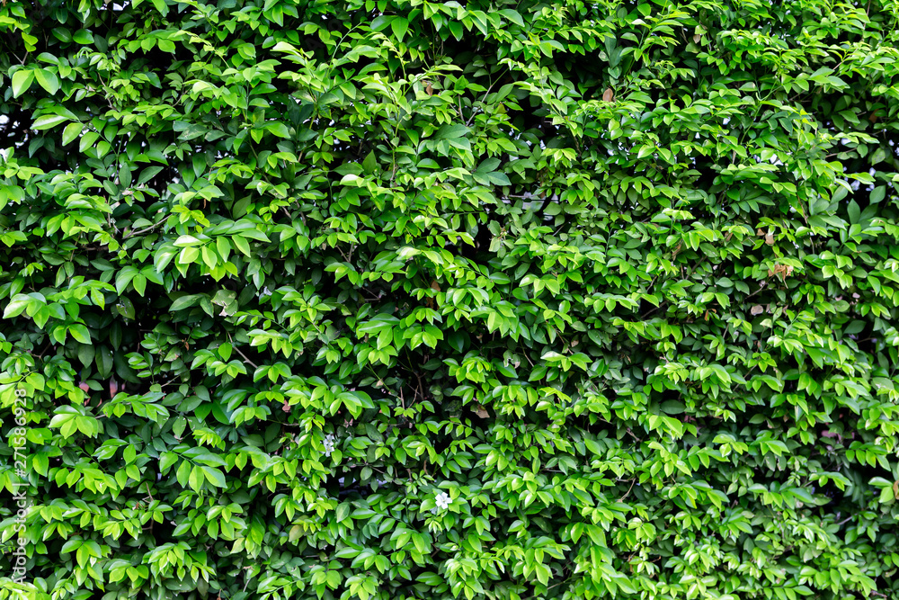 Natural green leaves wall background, outdoor day light Natural green leaves wall background, outdoor day light