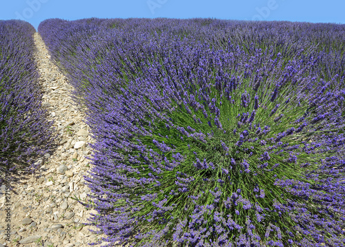 Lavender field in the Provence France with a stone path in yellow and blue sky as background