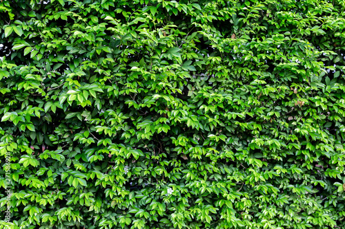 Natural green leaves wall background, outdoor day light