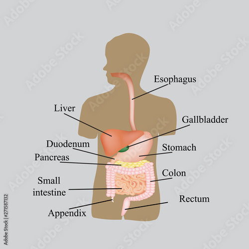 The structure of the gastrointestinal tract. Human anatomy. Vector illustration on a gray background
