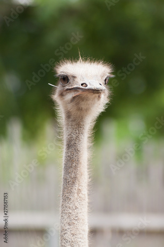 Ostrich Bird Wildlife