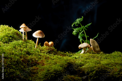 Mushrooms on green moss on dark background with Sun .