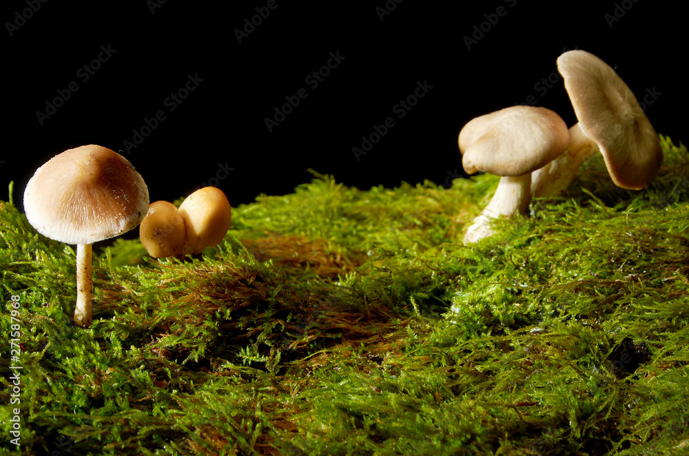 Mushrooms on green moss on a dark background.