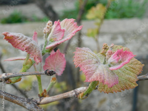  young leaves of grapes in spring